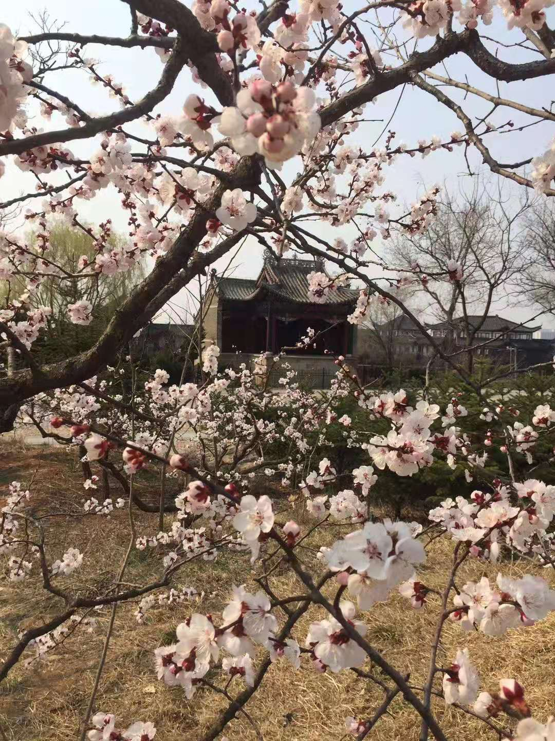 春光妖冶  游子归乡_经航佰福国际集团有限公司