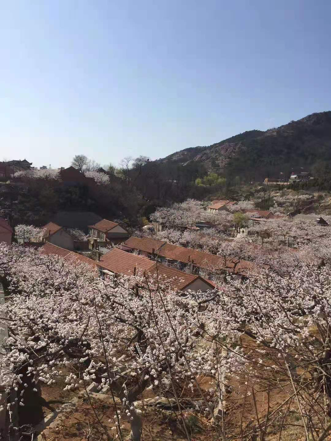 春光妖冶  游子归乡_经航佰福国际集团有限公司